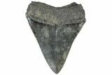 Serrated, Fossil Megalodon Tooth - South Carolina #307654-1